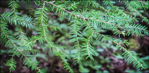eastern hemlock photo by paul smith's college