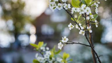 Close-up of a flowering tree with small white flowers.