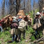 A group of people in hard hats carry supplies on horses through a lush green area with charred trees in the background.