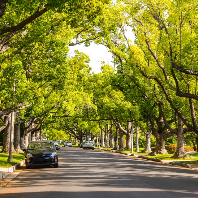 A peaceful tree-lined street with vibrant green foliage arching overhead and parked cars along the curb, creating a serene atmosphere.