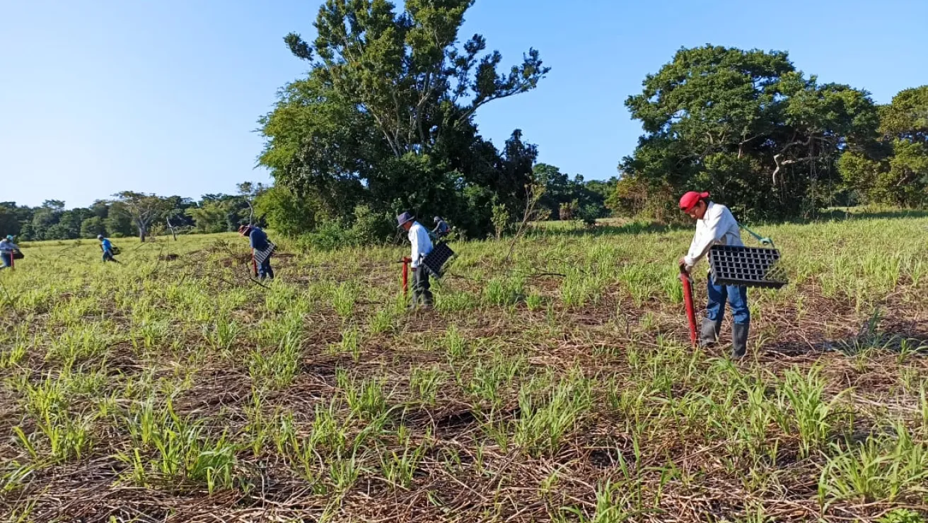 people planting trees