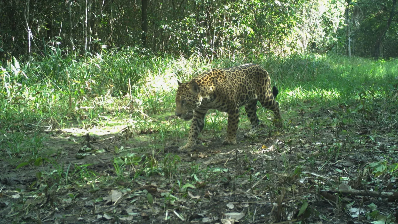 jaguar on an outdoor camera