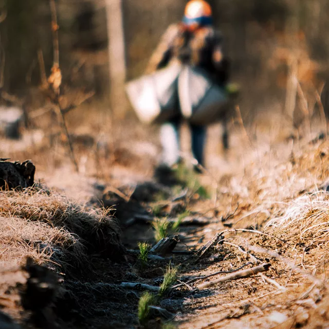 Line of tree saplings behind a tree planter