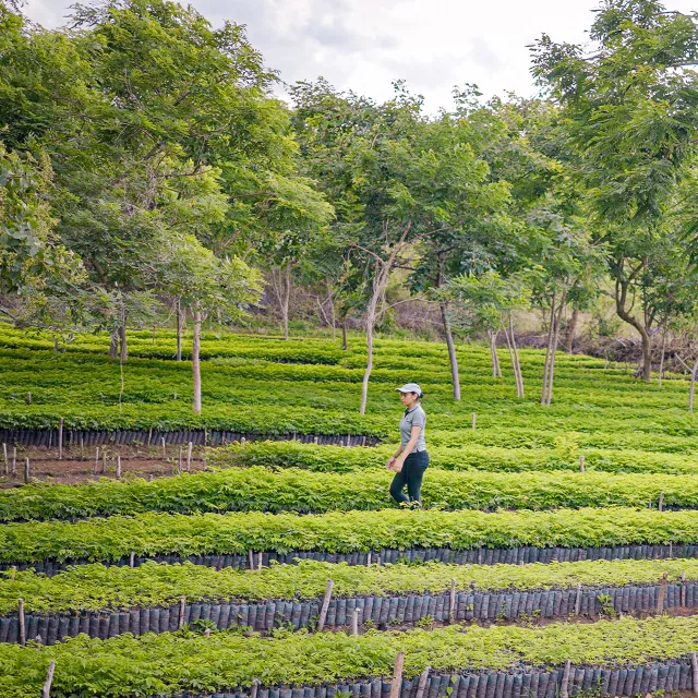 Woman walking through tree nursery