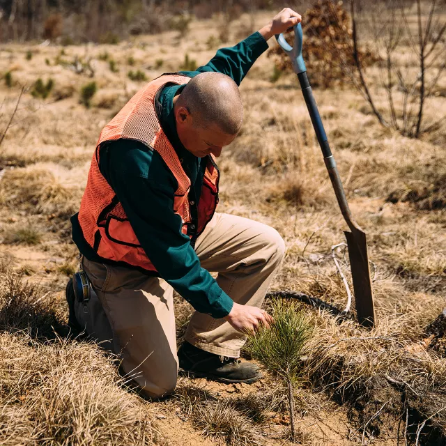 Man inspecting health of young tree