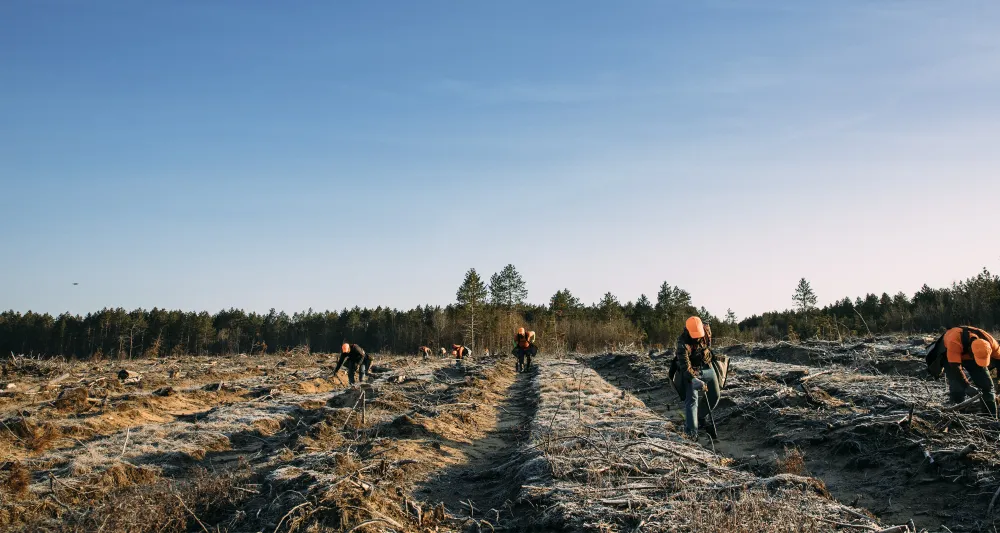 reforestation team in open forest land