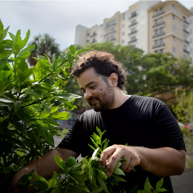 man reaching into fruit tree in urban setting