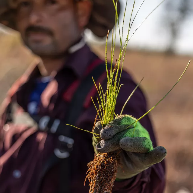 tree planter holding tree
