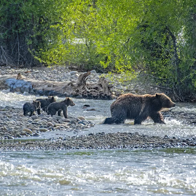 bear with cubs in river