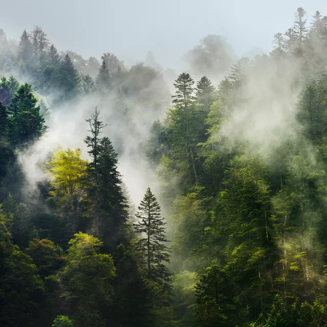 forest with mist
