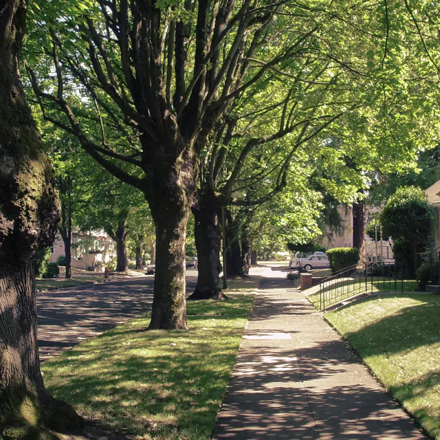 tree lined street with shade