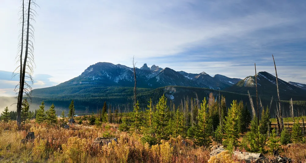 forest with young trees