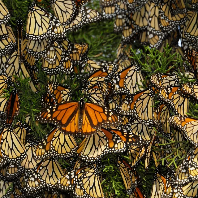 monarch butterflies