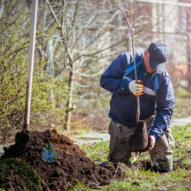 middle aged man planting a tree