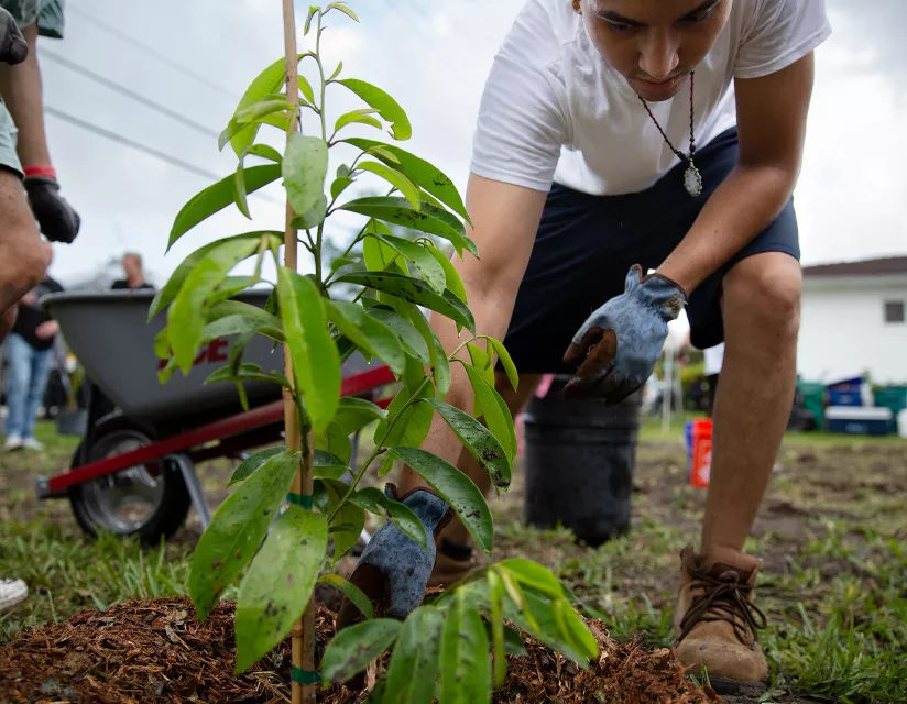 man kneeling by sapling