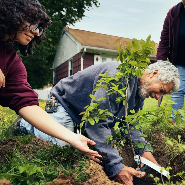 people on knees planting a tree