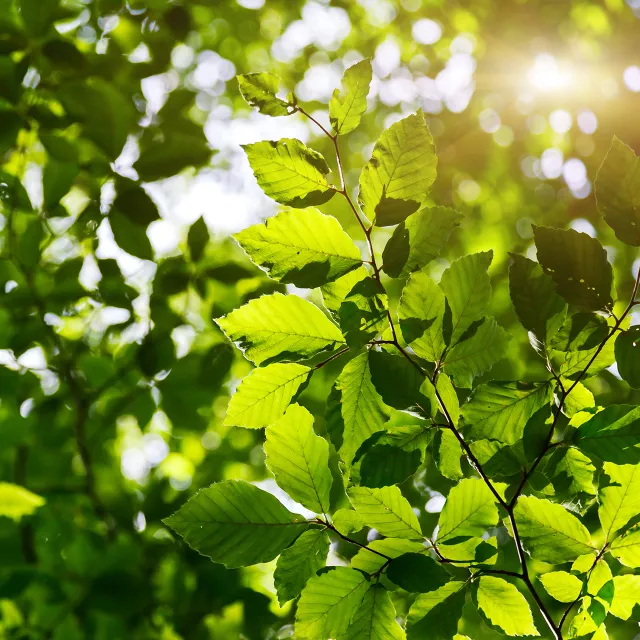 tree leaves backlit with golden light