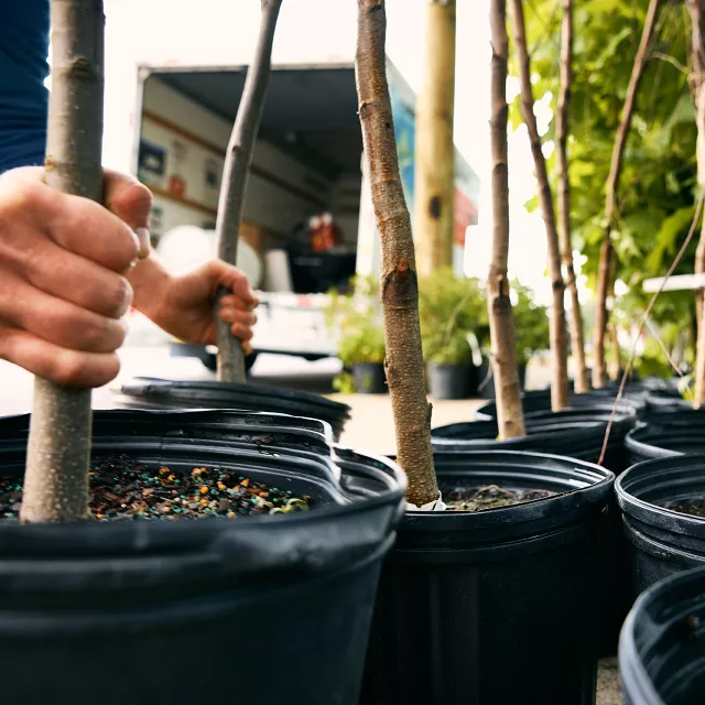 hands grabbing pots of trees