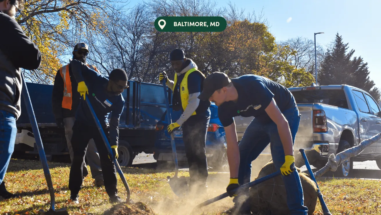 A group of volunteers plants a tree in Baltimore, MD, using shovels and wearing gloves on a sunny autumn day.