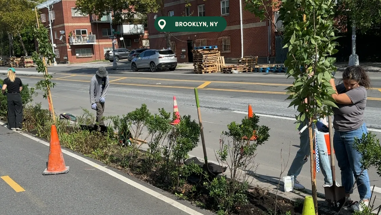 Two people are planting trees and shrubs along a street in Brooklyn, NY, with traffic cones and a parked car in the background.