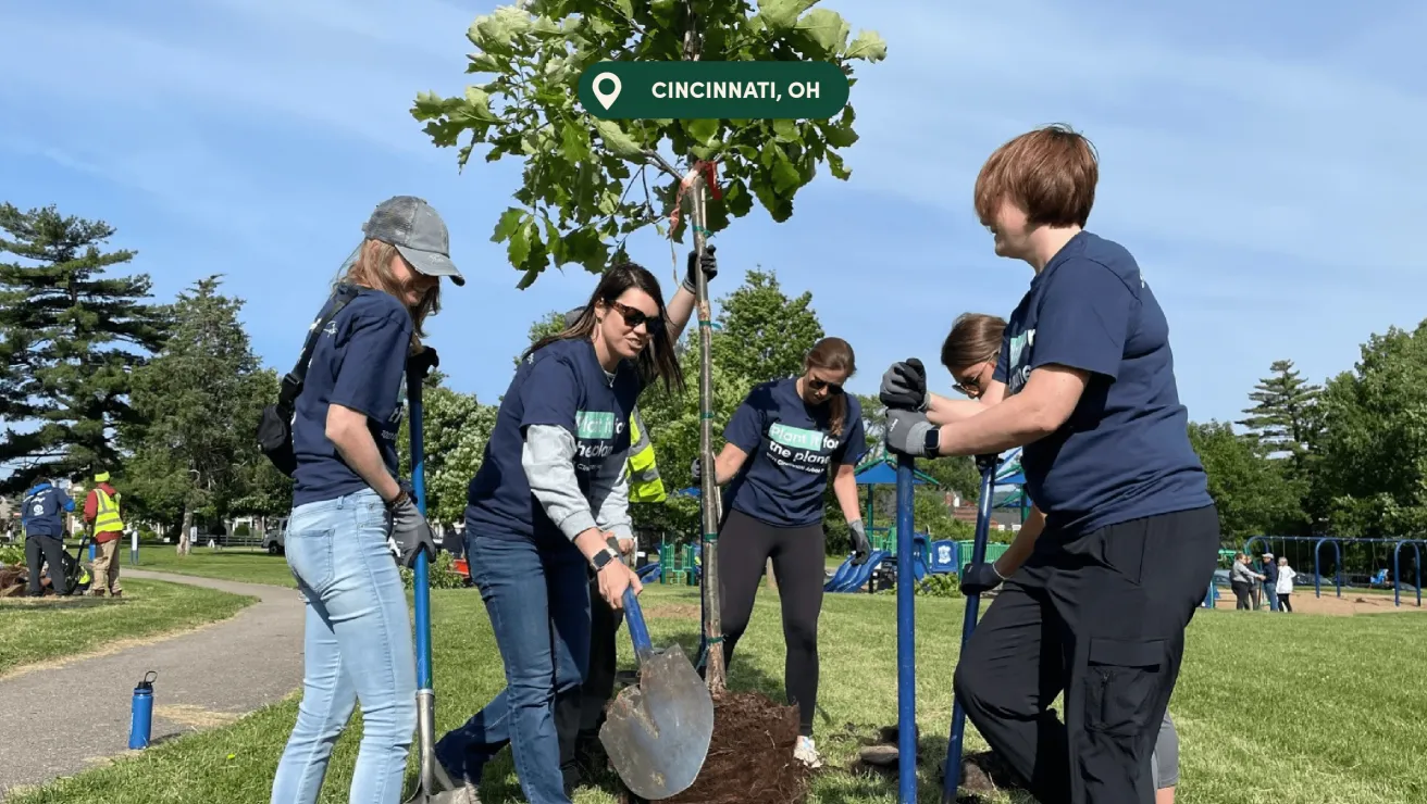 Group of volunteers planting a young tree in a park in Cincinnati, OH, surrounded by greenery and playground equipment.