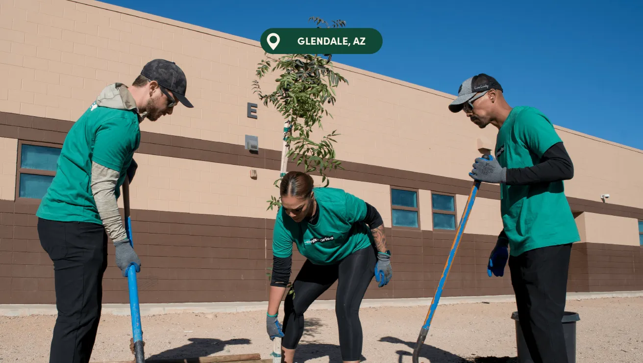 Three individuals in green shirts engage in planting a small tree outside a building in Glendale, AZ, under a clear blue sky.