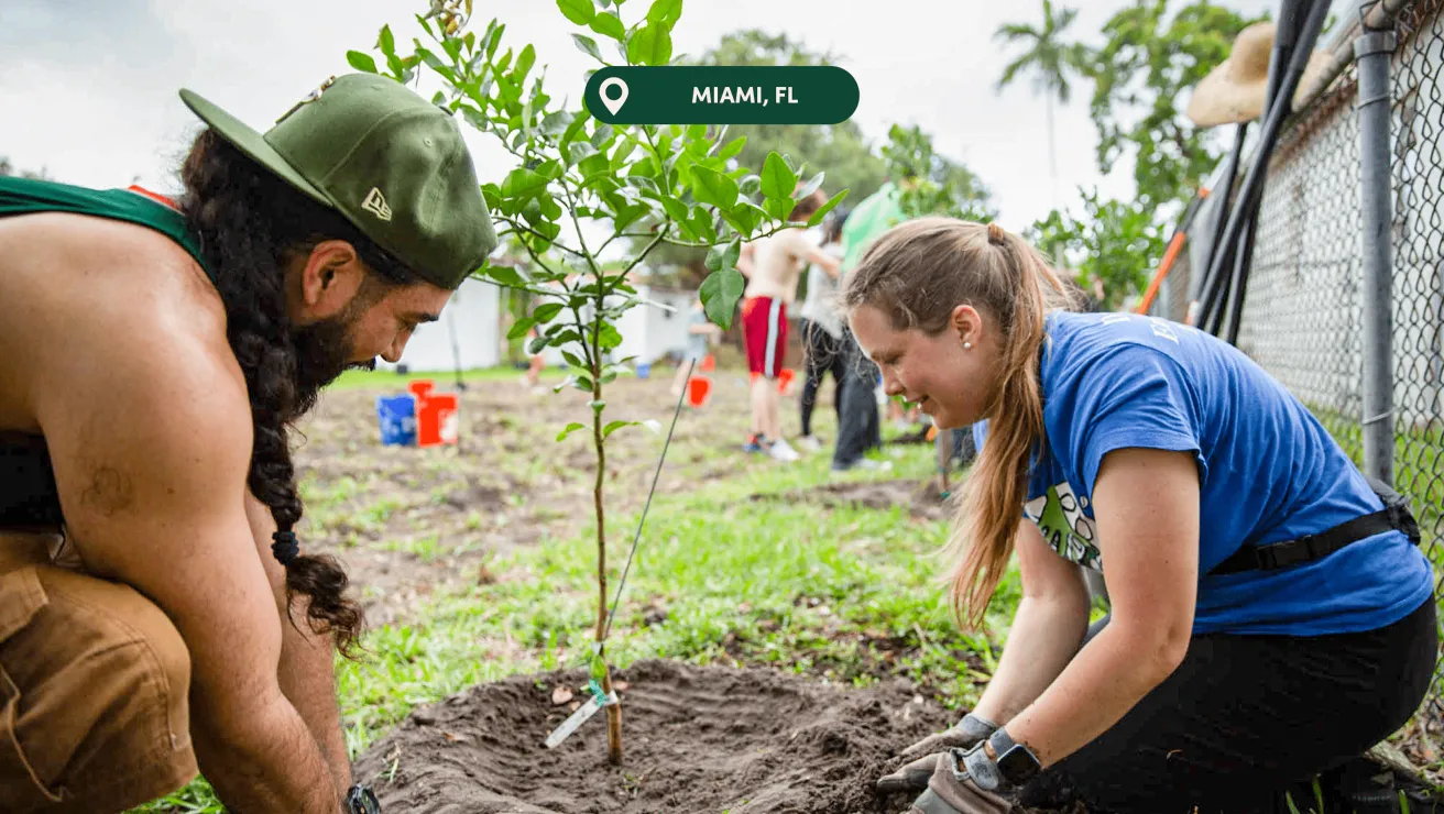 Two volunteers plant a young tree in Miami, FL, surrounded by soil and lush greenery, with fellow volunteers working in the background.