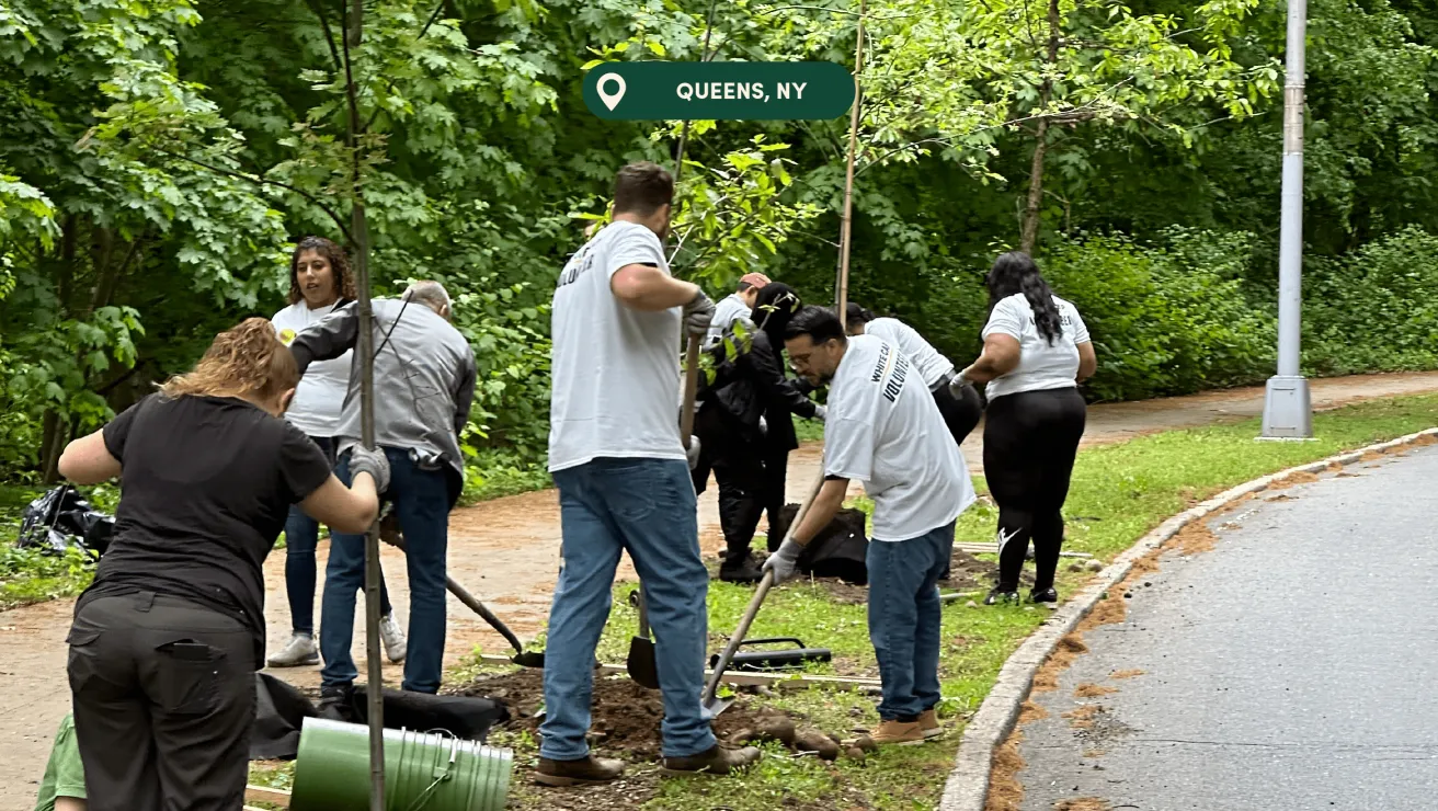 A group of volunteers planting trees in a green park in Queens, NY, surrounded by lush foliage and dirt tools.