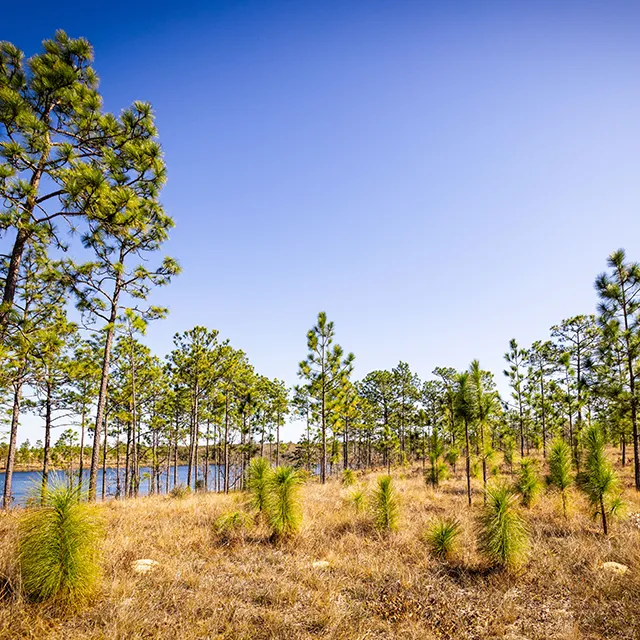 Lush pine trees surround a calm lake under a clear blue sky, with patches of dry grass and young pine saplings visible.