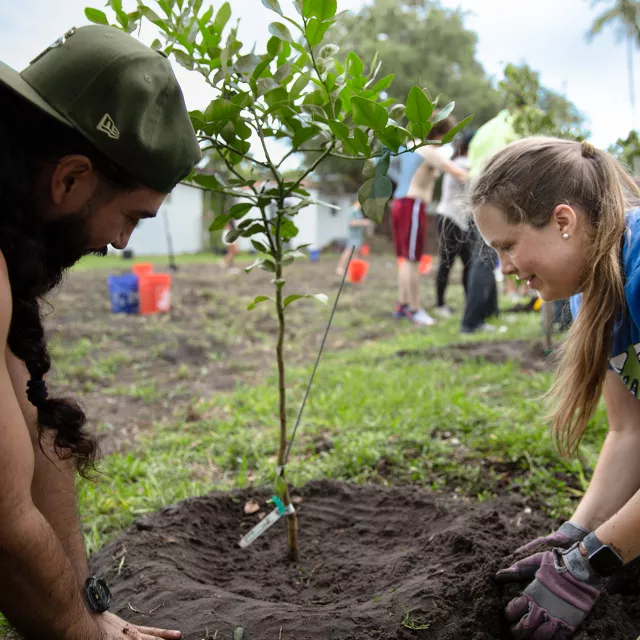 miami tree planting