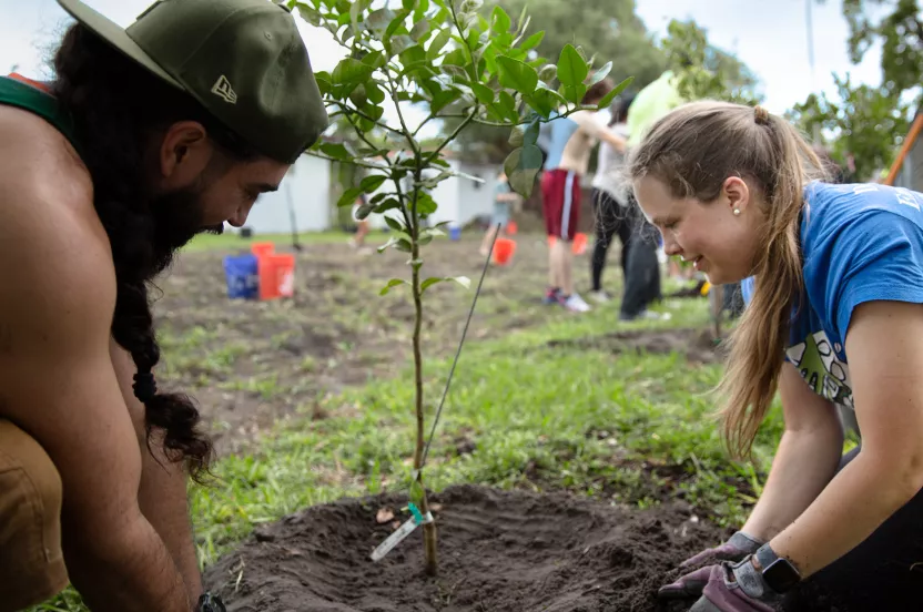 miami tree planting