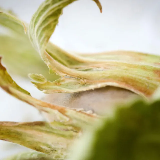 Media Name: american-hazelnut-1024x576.jpg