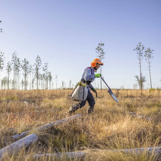 person planting tree in forest