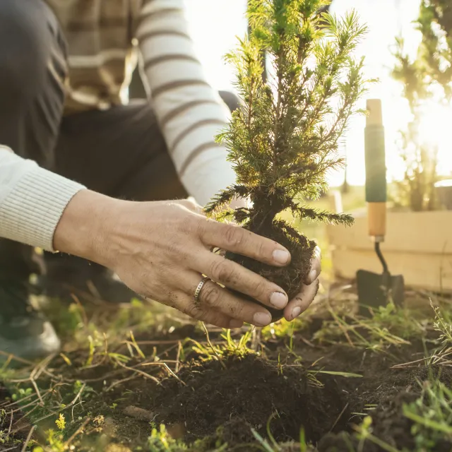person planting a tree in the ground