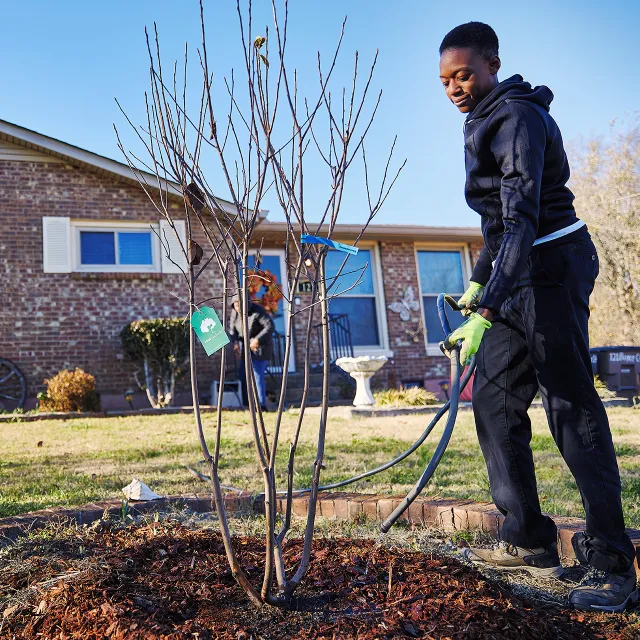A woman waters a newly planted tree in the fall, with a garden hose.
