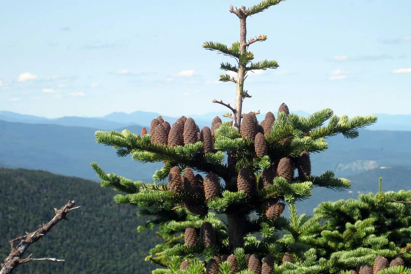 Media Name: balsam-fir-sized.jpg