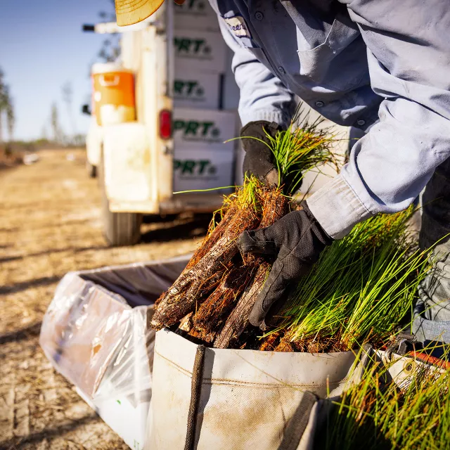 reforestation partner holding seedlings