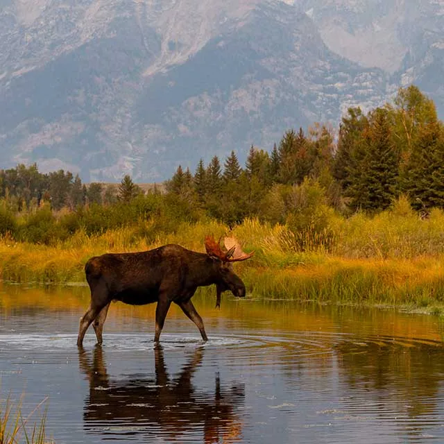 A moose wades through a tranquil pond, framed by lush greenery and majestic mountains under a clear blue sky.