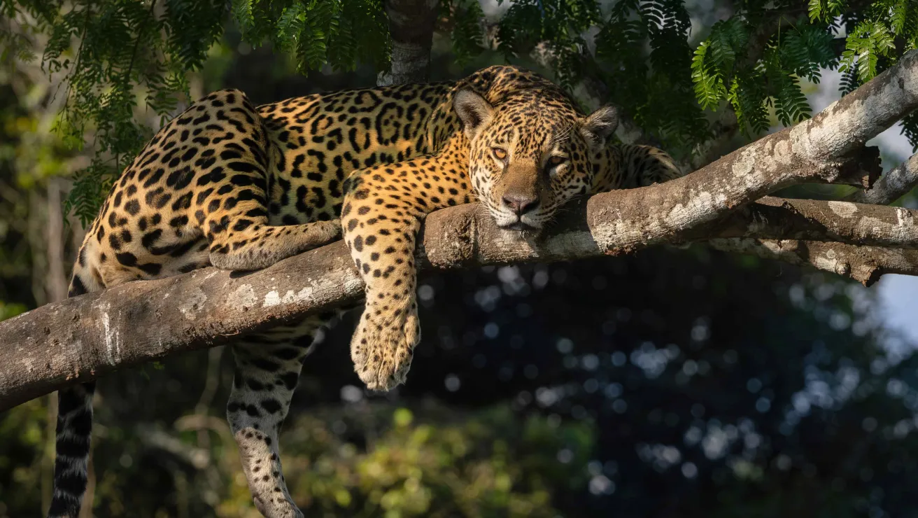 A relaxed leopard lounges on a tree branch, draped elegantly with its head resting on its paws among lush green foliage.