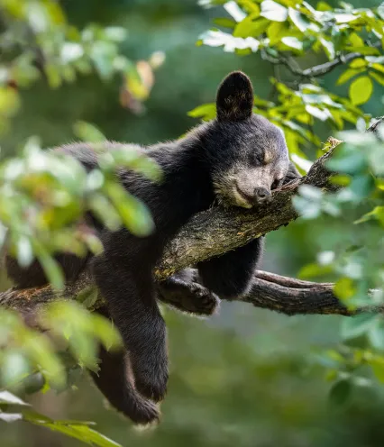 A black bear peacefully sleeps on a tree branch, surrounded by green leaves, embodying tranquility in nature.