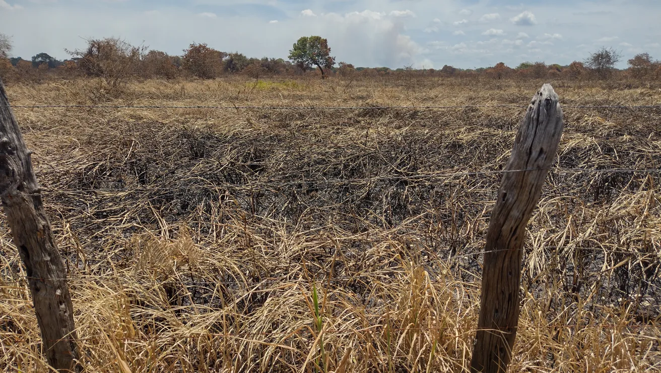 area of burned forest that will be reforested