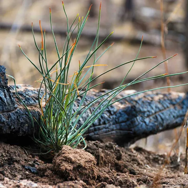 A resilient green plant with long, slender leaves sprouts from soil next to a charred log, showcasing nature's recovery after a fire.