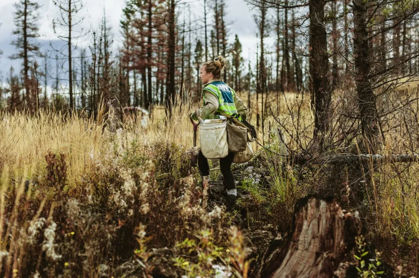 A woman in a safety vest walks through a burned forest, carrying equipment and navigating through tall grass and charred trees.