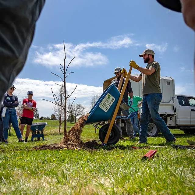 A person using a wheelbarrow to transport mulch to a newly planted tree while a small group observes in a sunny outdoor setting.