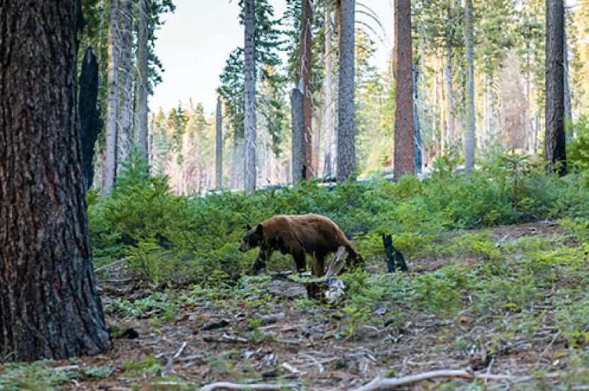 A brown bear forages amid green underbrush in a sunlit forest, surrounded by tall trees. A small black animal stands nearby.