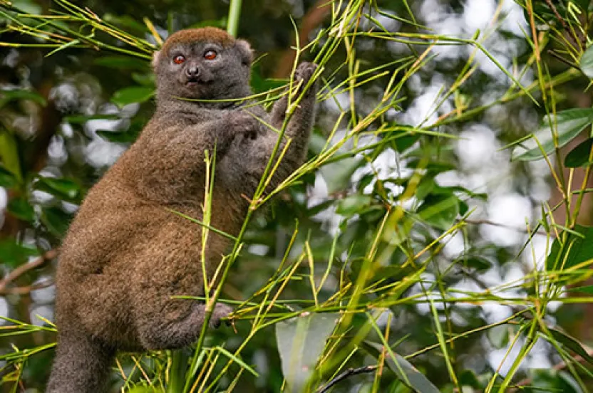 A brown monkey clings to slender bamboo branches in a lush green forest, showcasing its inquisitive expression and vibrant eyes.