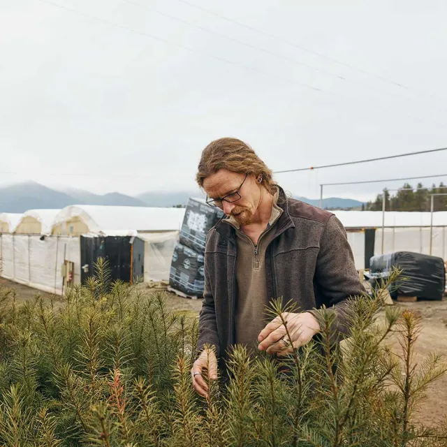 A person tends to young pine trees in a nursery, surrounded by green foliage and a backdrop of tents and mountains under a cloudy sky.