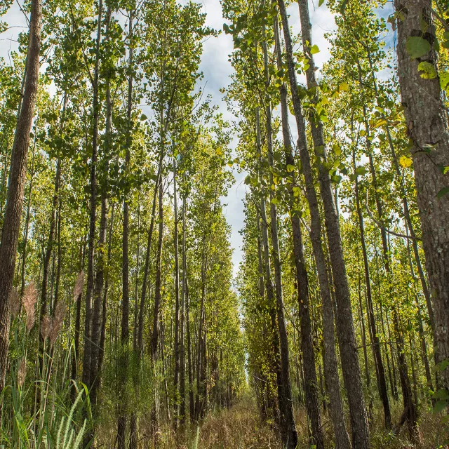 validated forest carbon credits