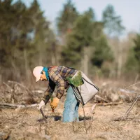 planting in a deforested area