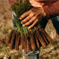 handful of seedlings
